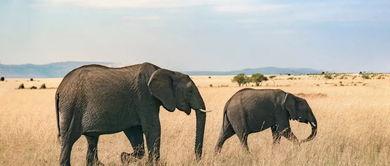 娱乐吃瓜君大象